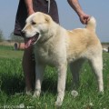 BEREG-OTA GULYALEK BEREG-OTA GULYALEK