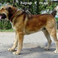 VARAN