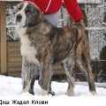 DESH ZHADAL KLOVI