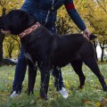TAISIA IZ RUSKOG IZVORA TAISIA IZ RUSKOG IZVORA