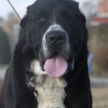 DICTATOR IZ RUSKOG IZVORA DICTATOR IZ RUSKOG IZVORA