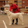 DOG VIL'L INSAFIYA DOG VIL'L INSAFIYA