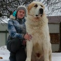 DOG VIL'L ORHAN ADIL GAYAZ DOG VIL'L ORHAN ADIL GAYAZ