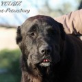 YULGIZ GARDARIKA YULGIZ GARDARIKA