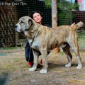 SHEY BIR GRAN PRI