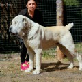 SHEY BIR AYAX