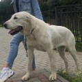 YULGIZ BORN TO WIN