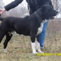 AVTORITET DOGS DIREKTOR
