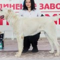 ALI ALADJA ILBIRS