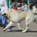 KUZBASS BASHI NARCISS