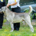 YAR-HAN GREY DIAMOND OSMAN GUYJE YAR-HAN GREY DIAMOND OSMAN GUYJE