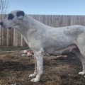 KHARINA'S GOTHIC