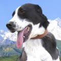 AK BOSAR KARAGUL