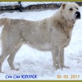 SEN SAO KRONA SEN SAO KRONA