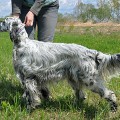 SPECKLVEST PALMIRA SPECKLVEST PALMIRA