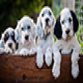 LUCKSHERAY A LITTER LUCKSHERAY A LITTER