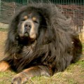 MARGAD STRAZCE Z TIBETU MARGAD STRAZCE Z TIBETU