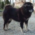 ANNABELL STRAZCE Z TIBETU ANNABELL STRAZCE Z TIBETU