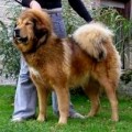 CHUA-JEN STRAZCE Z TIBETU CHUA-JEN STRAZCE Z TIBETU