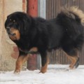 TSEEPO HANNI TO STRAZCE Z TIBETU TSEEPO HANNI TO STRAZCE Z TIBETU