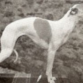 COCKROW LADY KATE