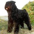 CAYOSHKA BYOU VD VANENBLIKHOEVE