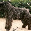 ONYX YASCHA VD OUWELANDT