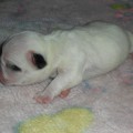 OROMUSON QUANTO AMORE BIANCA GEMMA OROMUSON QUANTO AMORE BIANCA GEMMA