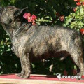 HARVEY OF LITTLE BOMBARDIER