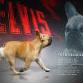 ACTION BULLS EXPERT ACTION BULLS EXPERT
