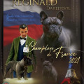 REGINALD DAREDEVIL REGINALD DAREDEVIL