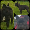 ACTION BULLS BAILEYS ACTION BULLS BAILEYS