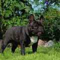 ADELFILLA FIDJERALD BRUNO