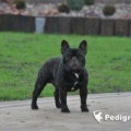 MARSHALL ROUX DE FICCA