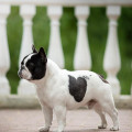 A'VIGDORS PONTIUS PILATUS