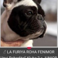 LA FURIYA ROHA FENIMOR