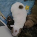 OROMUSON LA PETIT EVLAMPIA IV OROMUSON LA PETIT EVLAMPIA IV