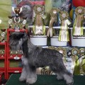 FILODORA STIFFBEARD MORKAYA DUSHA FILODORA STIFFBEARD MORKAYA DUSHA