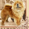 NEW CHOW RASSIAN EXOTIKA