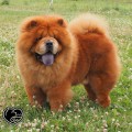 ZENIT  OKTALES  CUNAMI