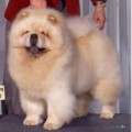 MI- PAO'S CREAM NUGGET