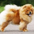 JAWAJA BENTLEY AT AGNIARS