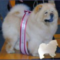 PEI FANG NORWEGIAN CREAM