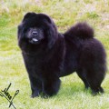 ORINELL'S AMY THE BLACK PRINCES
