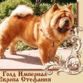 GOLD IMPERIAL EVROPA STEFANIYA