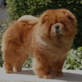 KUMA DEL FIUME GIALLO AT SUMSAI