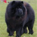 SHI-YANG'S HEI MANZU