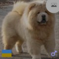 TOWSUSHET'S DYLAN