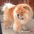 CHOPAN CHOU