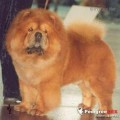 ROKKI RED KLAUD